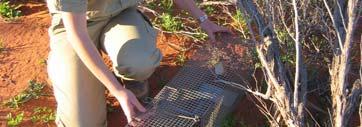 We are no longer able to accurately estimate bettong population through cage trapping due to trap saturation and disturbance by bettongs.