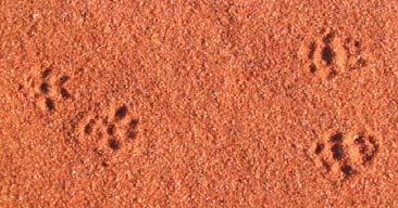 Stick-nest Rat tracks. Photo: Arid Recovery. A total of 20 nests were monitored in the Main Exclosure in 2007 and 2008.
