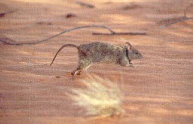 Photo: D. Blair. Greater Stick-nest Rat nest. Photo: Arid Recovery.