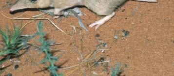 Bandicoot numbers have been fluctuating over the years, with a general increase following winter breeding, followed by a drop in numbers over the hot summer period (Figure 8).