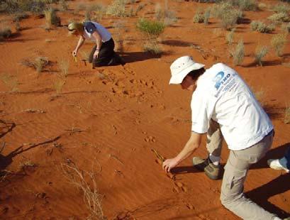 RESEARCH CURRENT RESEARCH Arid Recovery conducts research under four broad research priorities but in 2007 2008, research focussed on two main areas; 1) Managing populations within the reserve to