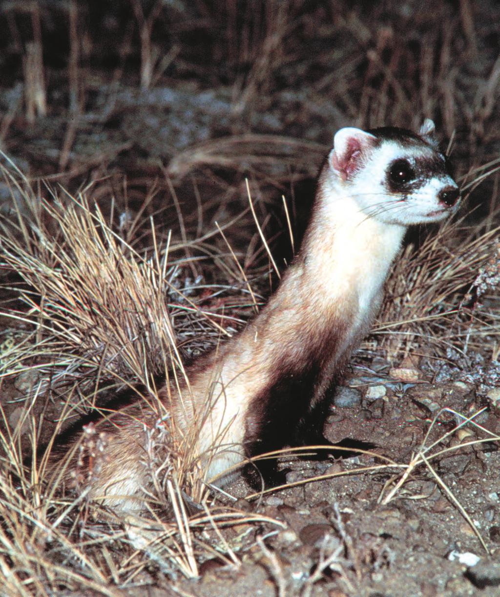 Recovery of the Black-footed Ferret: Progress and Continuing Challenges Proceedings of the Symposium on the Status of the Black-footed Ferret and Its