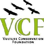 10/13 Bearded vulture EEP: