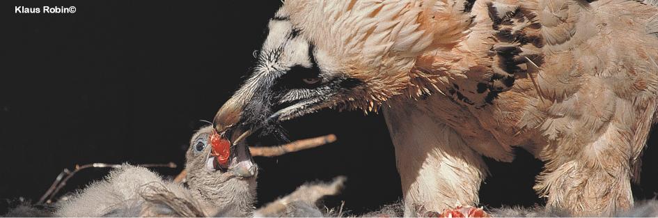 5/13 The final aim of the Bearded Vulture EEP is to produce chicks suitable for release, capable to survive in the wild without human help and able to reproduce when they arrive to their sexual