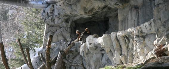 8/13 The famous Alpenzoo Innsbruck breeding pair in their aviary. Many thanks for your inspiration and contribution over the years!