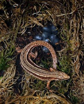 Geographic Variation in a Widespread Lizard T. Horvathova et al. three clutches per and rarely for some lowland viviparous populations, in which females occasionally produce two clutches (Patrick S.