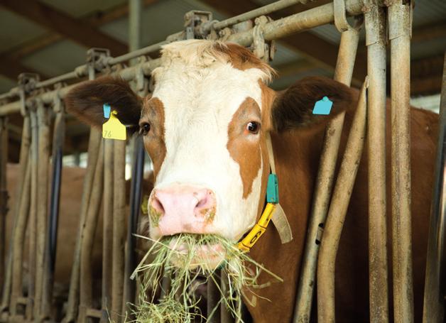 Producers are generally aware of one in four cases of lameness, highlighting the need for regular scoring to be carried out in order to detect lameness at an early stage.