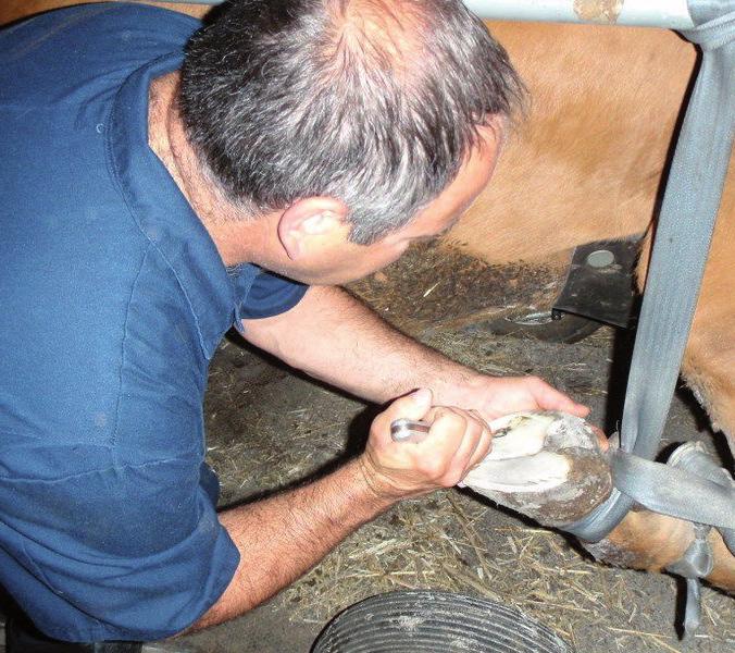 Animal inspection The frequency of stock inspections depends on the management system used. Careful inspection is particularly important: When animals are close to calving.