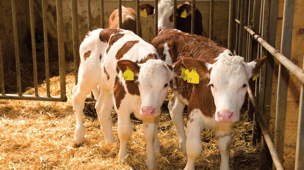 Some studies show that the risk of certain viral diseases increases with the number of calves in groups, especially above 20 or 30 animals.