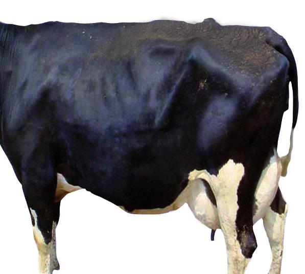 The individual cow gets a score of : Y Body score = 1 If it is very lean (at least 3 body regions where there are some very