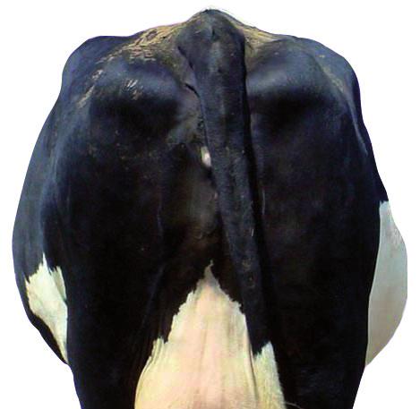 fat patches visible under skin SPECIFIC CASE : Breeds used for milk and meat purposes The indicators for a very lean cow