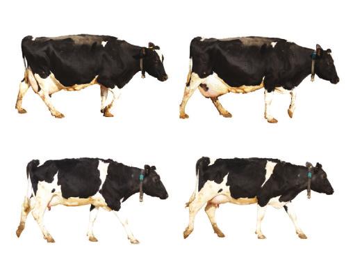 The number of cows with scores 1,2 or 3 (1 being normal mobility ) in each group is then recorded and the incidence of each score within the herd calculated as a