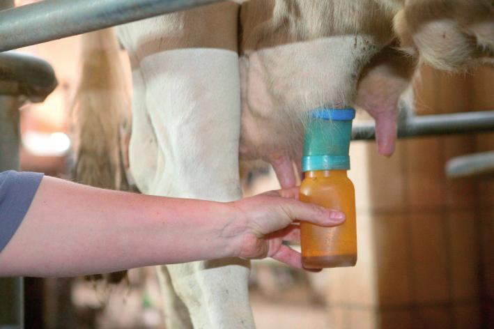 The number of acute mastitis cases 1 may reveal an infection with environmental germs (E.Coli, Klebsiella). b.