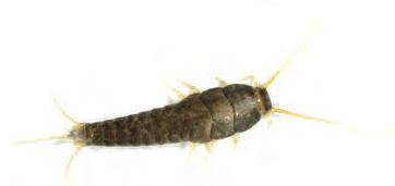 other indoor pests silverfish Adult: approx. 12 mm The silverfish is a wingless, shuttle-shaped, silvery grey insect.