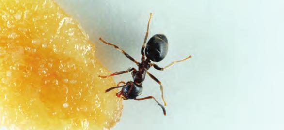 other indoor pests black ant Adult: approx. 4 mm The black ant is the most common form of ant found in Finnish dwellings.