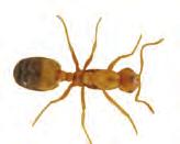 other indoor pests pharaoh ant Adult: 1,5 2 mm The Pharaoh ant has spread all over the world from tropical Africa. These tiny, yellowish ants are difficult to eradicate.