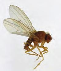 other indoor pests fruit flies Adult: 2 4 mm Larva: 3 mm Fruit flies are small, commonly pale yellowish brown, flying insects. The most common member of the family is Drosophila melanogaster.