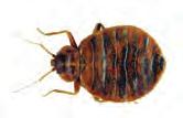 vermin bedbugs Adult: 5 8 mm The adult bug is a broad, flat brownish insect. Individuals that have not fed for a long period are paler.