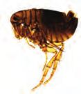 The head louse lives only in hair. It attaches its one millimetre-long eggs ( nits ) to the base of hairs.