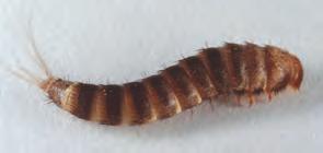 textile pests fur beetle Adult: 4 6 mm Larva: 10 11 mm Adult