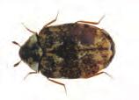 textile pests two-spotted carpet beetle Adult: 5 mm Larva: 10 mm The two-spotted carpet beetle can be recognised
