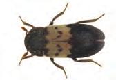 textile pests larder beetle Adult: 6 9 mm Larva: 12 16 mm The adult beetle is of a generally dark grey colouration with,