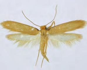 The band has three small black patches on each wing. These patches form an irregular V. The short antennae are club-shaped.