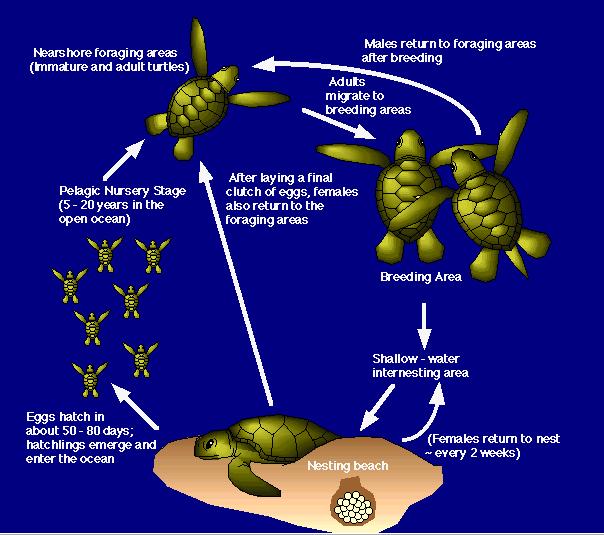 Loggerhead sea turtles Diagram from