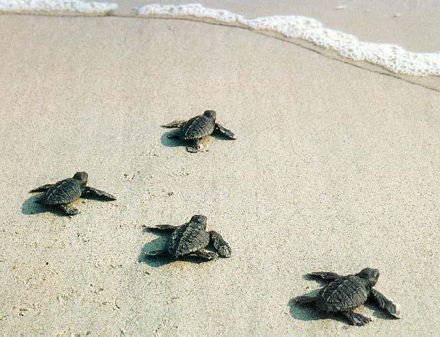 Hatchlings Turtles use light contrast to find the ocean; typically the ocean is brighter than the