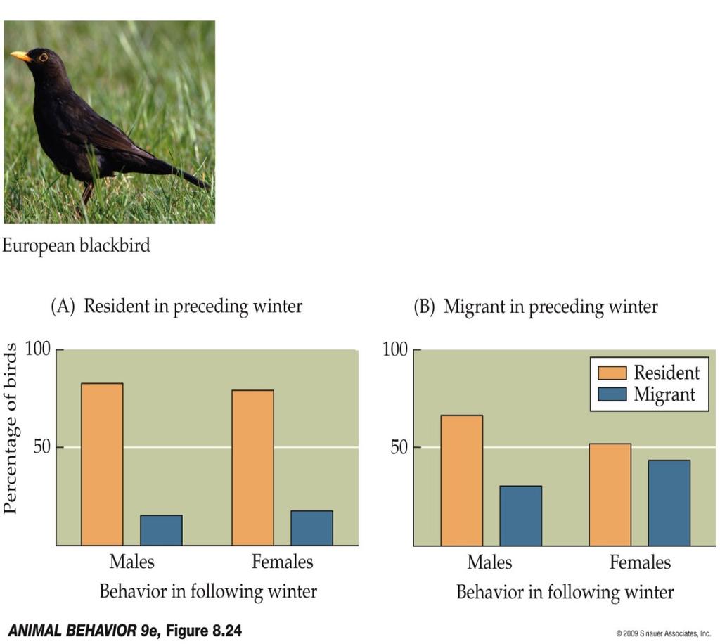 Migration as a conditional tactic Migration can be a choice: Individuals of the same species can choose to migrate one