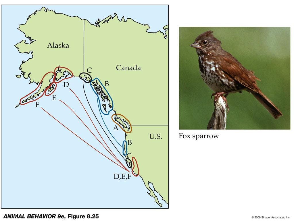 Leap Frog Migratory Pattern Fox Sparrows eliminate the need for competition by migrating to different spots The Alaskan populations migrate straight to California The Canadian