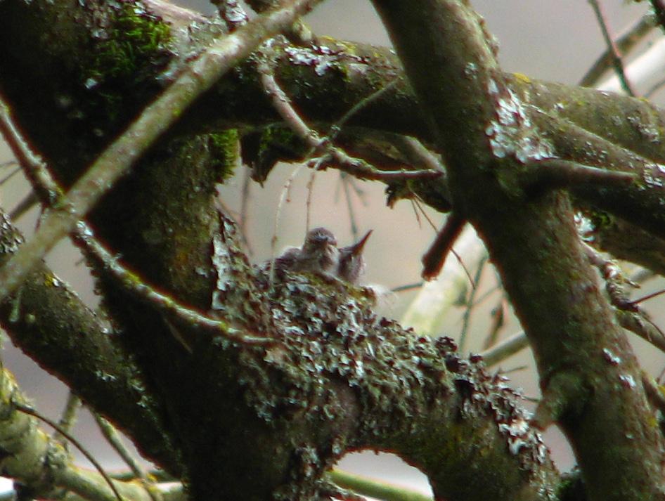 3 hummingbird nests were found just off the wooded path in back of the mausoleum. Two Failures Nest one was located above water 20 feet in an Oregon Ash tree.
