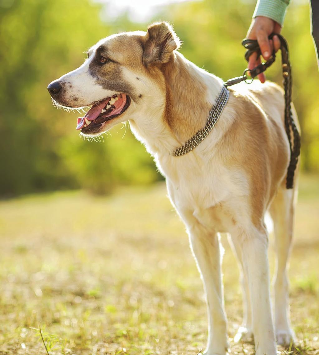 It is recommended to work with your veterinarian to help you determine the best ways to manage your dog s arthritis.