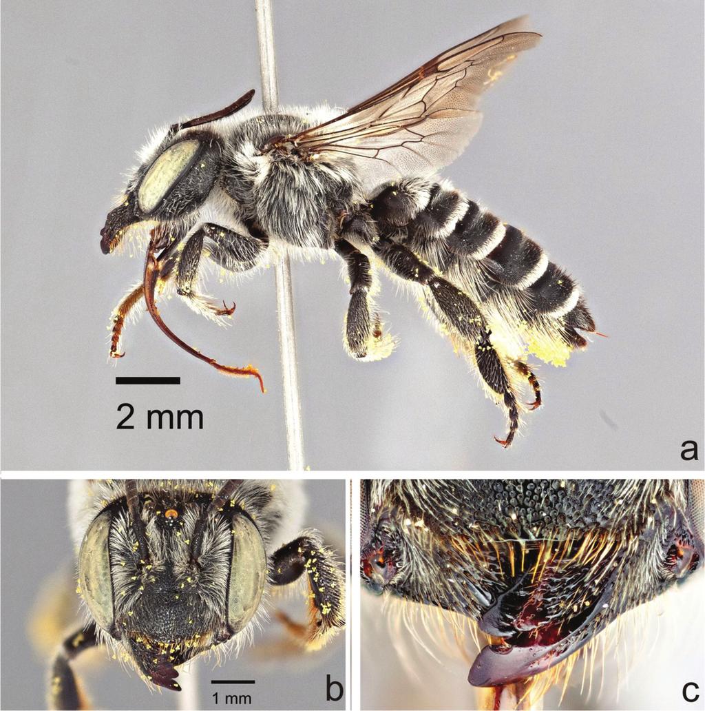 A new species of Megachile Latreille subgenus Megachiloides (Hymenoptera, Megachilidae) 53 Figure 8. Female Megachile (Megachiloides) chomskyi, new species (paratype).
