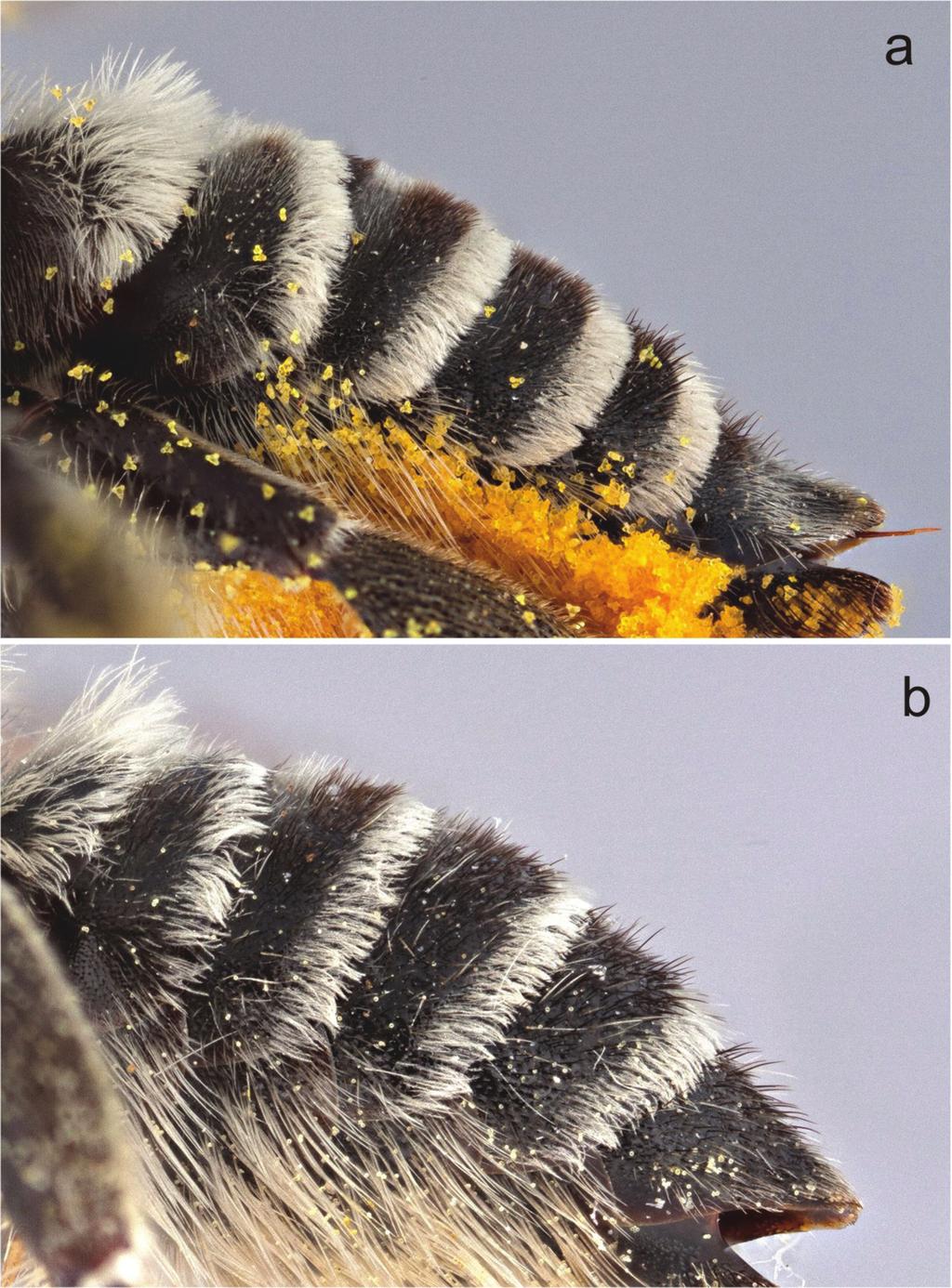 54 Cory S. Sheffield / ZooKeys 283: 43 58 (2013) Figure 9. Metasomal terga of female a Megachile (Megachiloides) chomskyi, new species (paratype), and b Megachile (Megachiloides) amica Cresson.