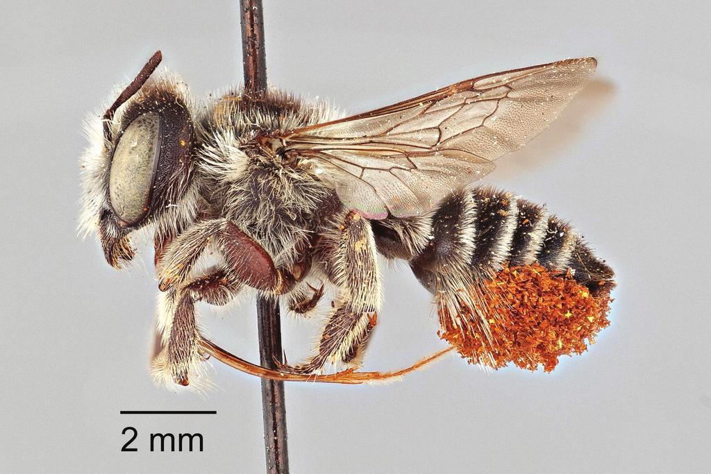 46 Cory S. Sheffield / ZooKeys 283: 43 58 (2013) Figure 1. Lateral habitus of female Megachile oenotherae (Mitchell) (paratype); type species of Megachiloides Mitchell. Allotype.