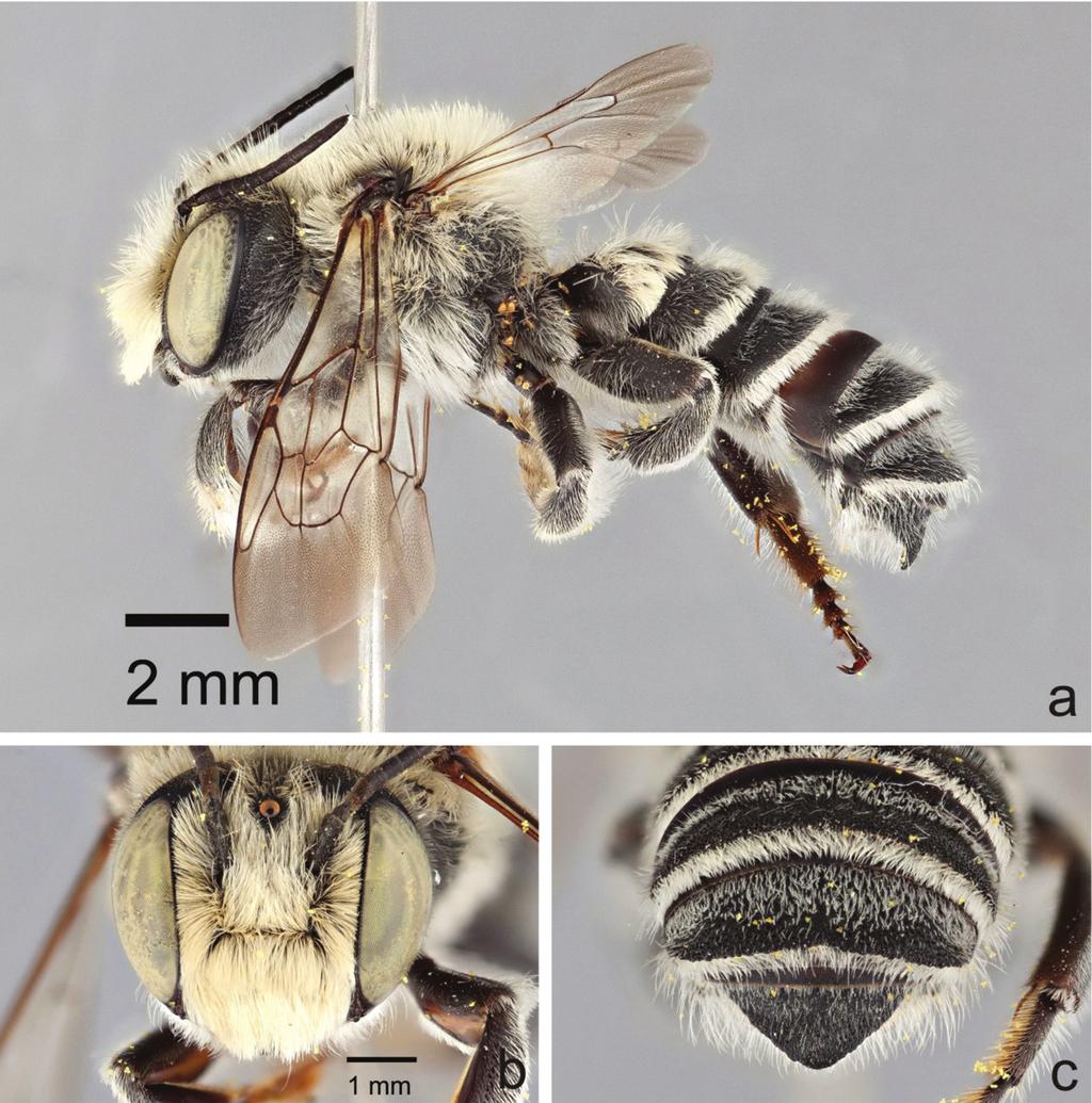 A new species of Megachile Latreille subgenus Megachiloides (Hymenoptera, Megachilidae) 49 Figure 4. Male Megachile (Megachiloides) chomskyi, new species (holotype).