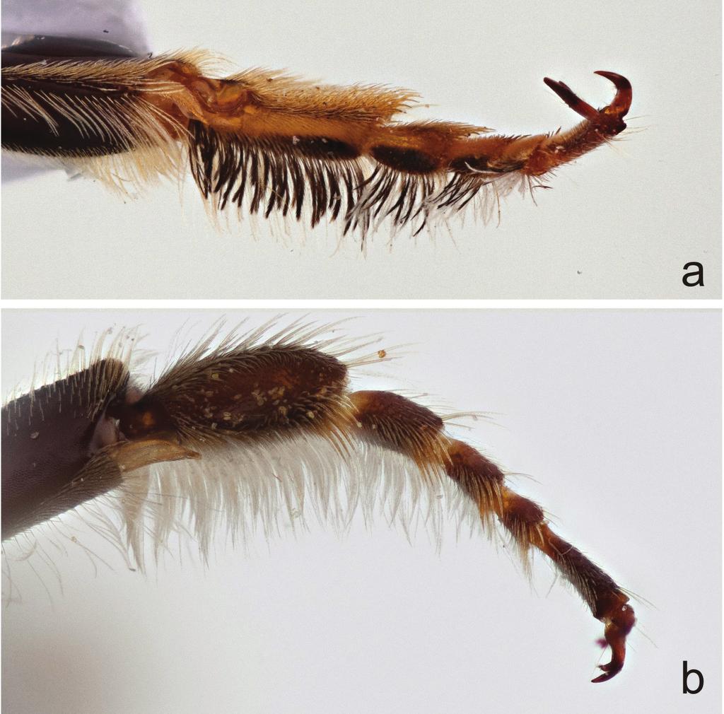 50 Cory S. Sheffield / ZooKeys 283: 43 58 (2013) Figure 5. Front tarsi of male a Megachile (Megachiloides) chomskyi, new species, and b Megachile (Megachiloides) oenotherae (Mitchell).