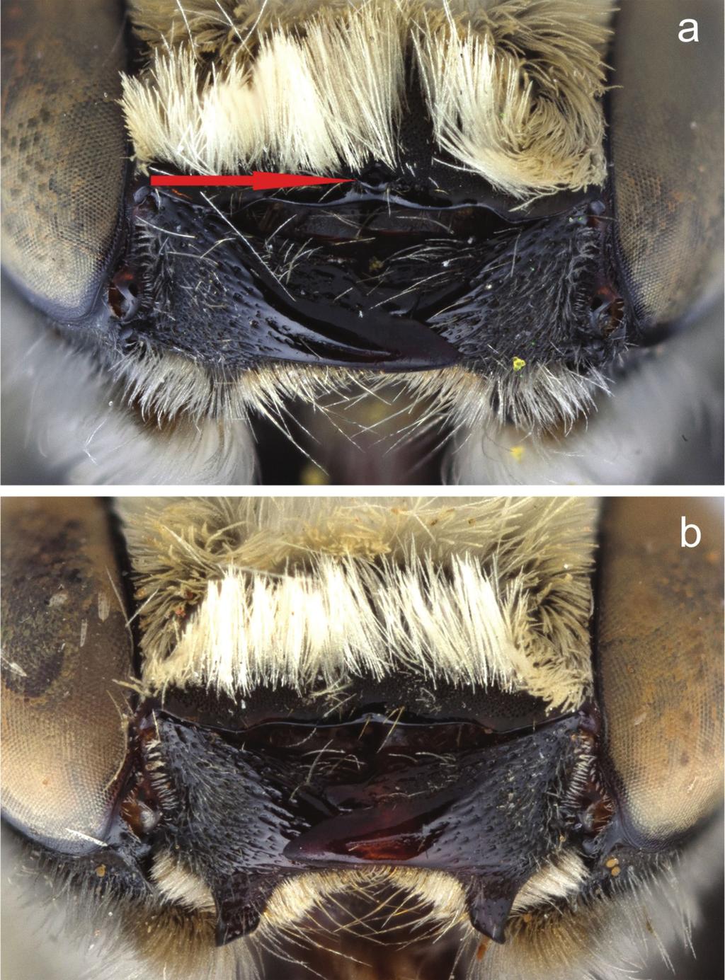 A new species of Megachile Latreille subgenus Megachiloides (Hymenoptera, Megachilidae) 51 Figure 6.
