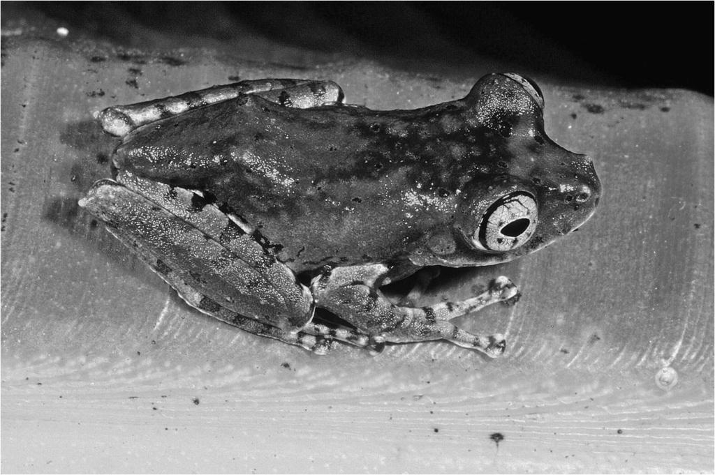 Forceps delivery of a new treefrog species of the genus Boophis 3 0.5 mm.