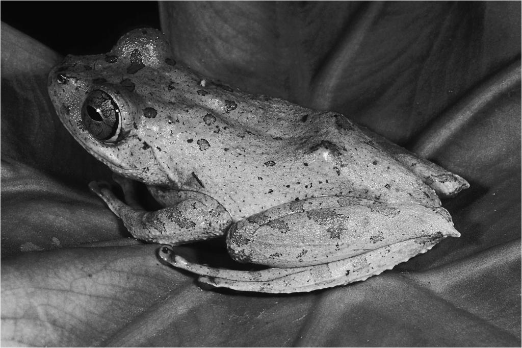 4 D. Vallan, M. Vences, F. Glaw Figure 2. Female paratype (NMBE 1033825) of Boophis calcaratus in life (dorsolateral view).