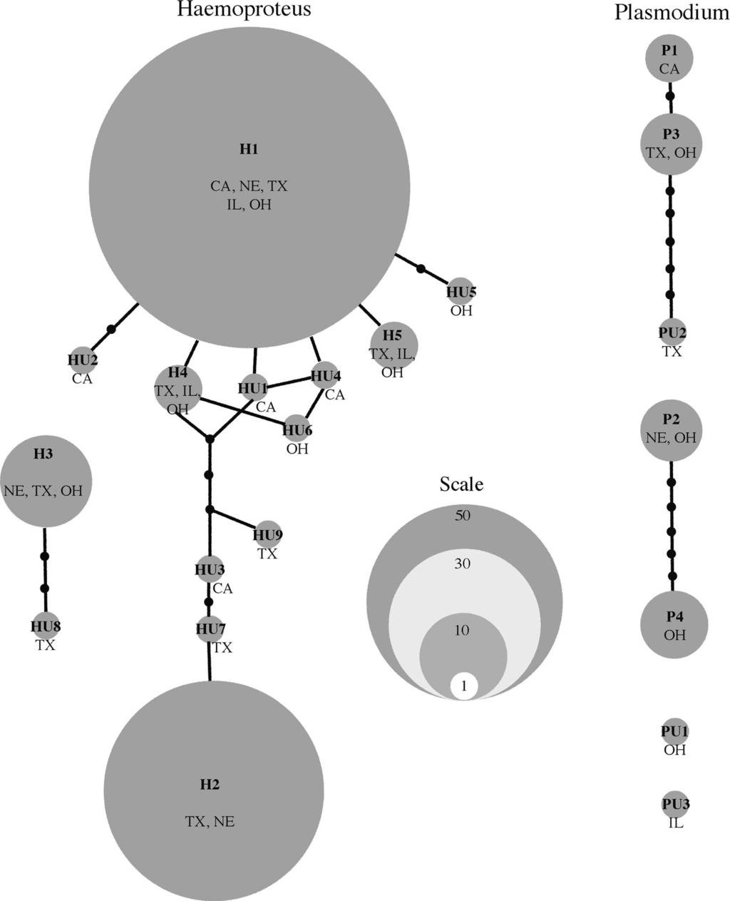 242 Genetica (2014) 142:235 249 Fig. 3 Haplotype networks for Haemoproteus and Plasmodium avian malaria parasites, with confidence limits for creating connections set at 95 %.