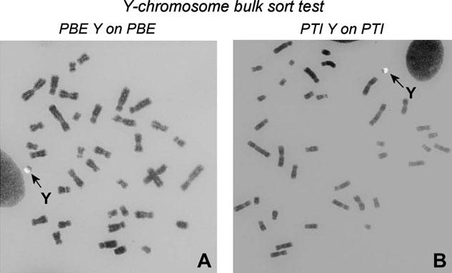Luo et al. Felidae Y Chromosome Intraspecic Polymorphic Markers Table 3.