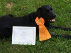 at Tory Hill JH, RN, CGC, WC, CC, otherwise known as Katie, received her fourth pass at the Shoreline Retriever Club s Hunt Test in June under judges Dick Kennedy and Andrea Fisher.