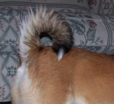 Breed standard (cont.) Tail High set, medium length with a dense coat.