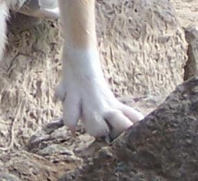 developed toes, five of which should reach the ground.