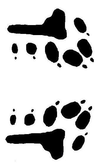 six toes, of which four support the dog s weight.