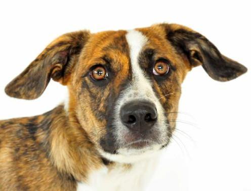 MEET TADD: My name is Tadd, and I m a 1-year old Terrier Mix with lots and lots of energy. If you need an exercise buddy, someone to run and play, I am the perfect dog for you.
