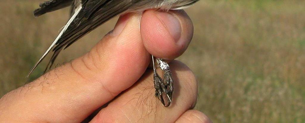 iberiae:  wing