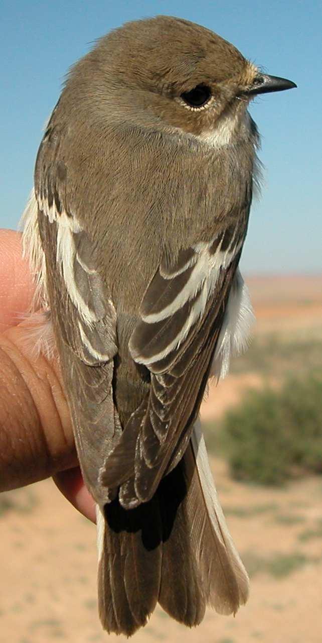 Javier Blasco-Zumeta & Gerd-Michael Heinze AGEING 4 types of age can be recognized: Juvenile with a pale buff spot at body feathers tips; greater coverts with a triangular patch on tips; inside of